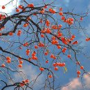 홍시 - 고성군 성내로 149-15 | 홍시