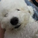 청년사료 | 사료 유목민의 수의사 추천 사료 힐스 솔직 급여 후기(내돈내산)