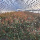 용기농장 이미지