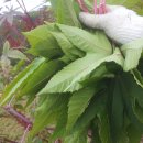 으뜸농약 이미지