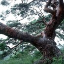 소나무 전경 이미지