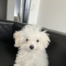 투머치큐트