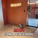 펫스쿨 | 강아지교육 분리불안교육 마곡 애견훈련 소노펫 스쿨 후기