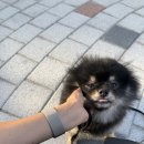 오늘도 뽀송하개 | 반려견 출장목욕 “뽀송하개” 💖안동 - 까미💖