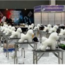 BICHON KOREA 이미지