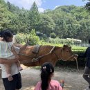7살, 2살 아이랑 당일치기 물놀이 여행, 용인 한터농원 (취사 가능)