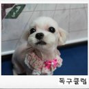 룰루 애견샵 이미지