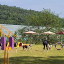 바우애견 이미지