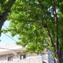 홍지영테라스로스터즈