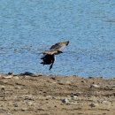 오리사냥 이미지