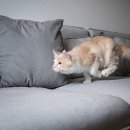 행복한 고양이 이미지