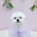 몽시오 | 영통구 하동 애견샵 몽시오 위치.가격.시간.후기