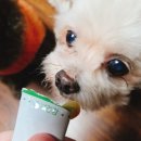 다온펫푸드 | 🐾비건 강아지 간식 후기｜엠베스티 큐민스틱 브로콜리, 야채츄르인데 반응이 이렇게 좋을 줄이야