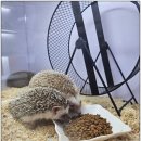 펫엔글라이더 천안점 이미지