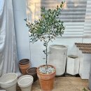 (주)루카와팜 이미지