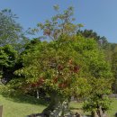 미수로가로수 이미지