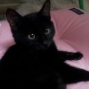 까만짜장 이미지