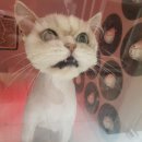 뽀삐살롱 이미지