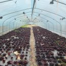 성장농장 이미지