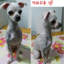 킁킁펫 이미지