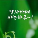녹명 Daum카페