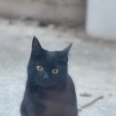 냥이 주택 이미지