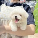 더반려강아지분양고양이분양잠실