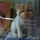 달고양이 이미지