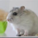 프르조