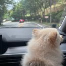 스위트독 | [강원/홍천] 홍천 소노펫 비발디파크 스위트 재방문 솔직 후기 | 강아지계의 신라호텔