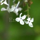 수수꽃다리 이미지