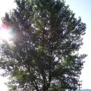 소야 솔밭 이미지