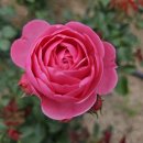 애플결혼정보 이미지