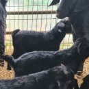 아벨농장 이미지