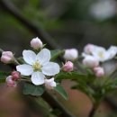 꽃 이야기40 - 사과나무 이미지
