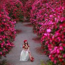 포레스트2 이미지