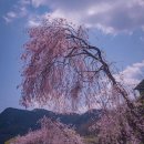 거창군남상면임불보건진료소 | 거창 임불마을 수양벚꽃길