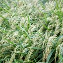 죽림마을 이미지