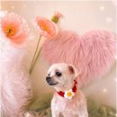 Coco Grooming 네이버블로그
