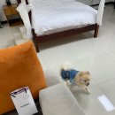 메르시 애견 펜션 이미지