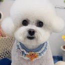 법곡길 | 아산 애견미용, 우리 댕댕이 인생샷 건지는 비밀 장소 발견했어요!