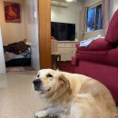 오마주유소 | <20250819 서호주여행 4일차> 동가라에어비앤비숙소 조식 / 동가라카페 Pannarai / 핑크레이크 / 렌트카...