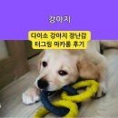 다이소 강아지 장난감 터그링 마카롱 후기