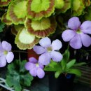 아프로디테 이미지