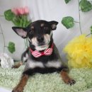 그루밍 블라썸 이미지