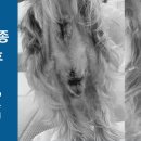 로얄동물외과수술센터 이미지