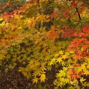 경북산림환경연구원 후미진 곳에 숨어있는 늦둥이 단풍 - 파란 낙엽 이미지