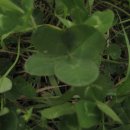 네잎클로버 이미지