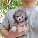 꽃강아지 이미지