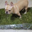 <b>펫</b><b>네이처</b> 친환경 천연잔디 배변패드 강아지 천연잔디 후기